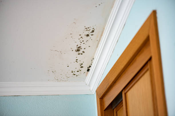 Best Commercial Mold Removal  in Marshallton, PA