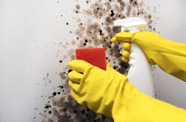 Best Mold Damage Repair  in Marshallton, PA