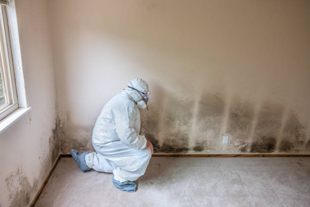 Attic Mold Removal in Marshallton, PA