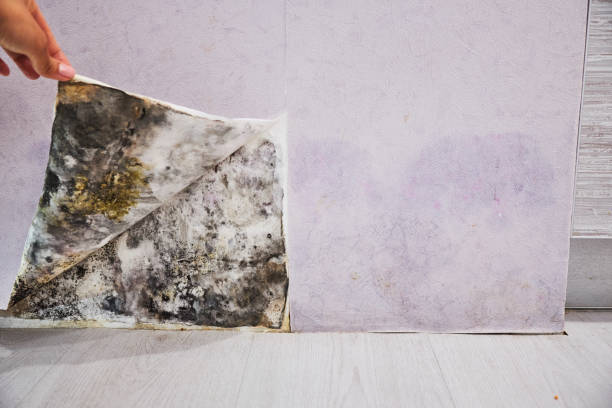 Best Crawl Space Mold Removal  in Marshallton, PA